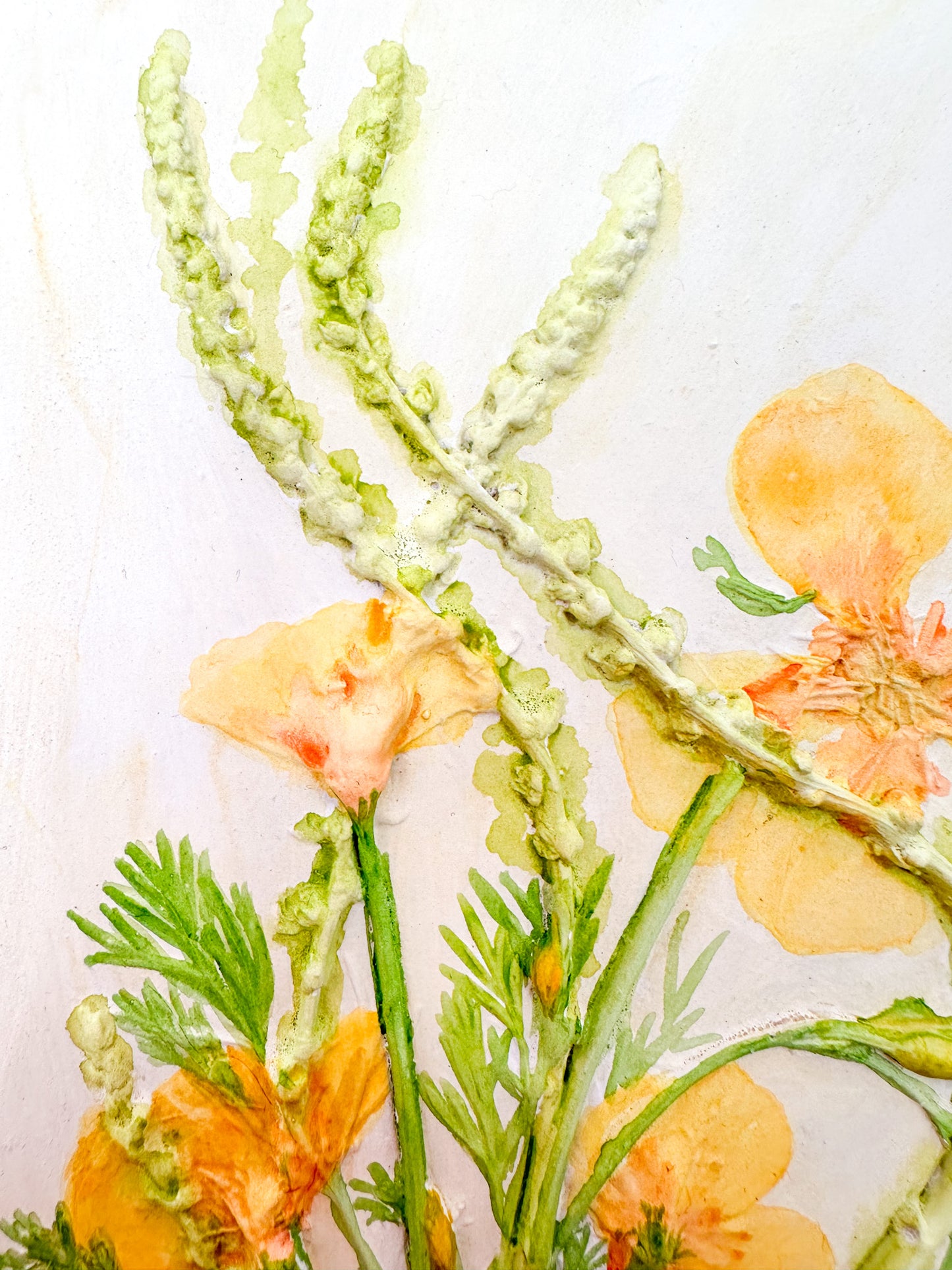 California Poppies